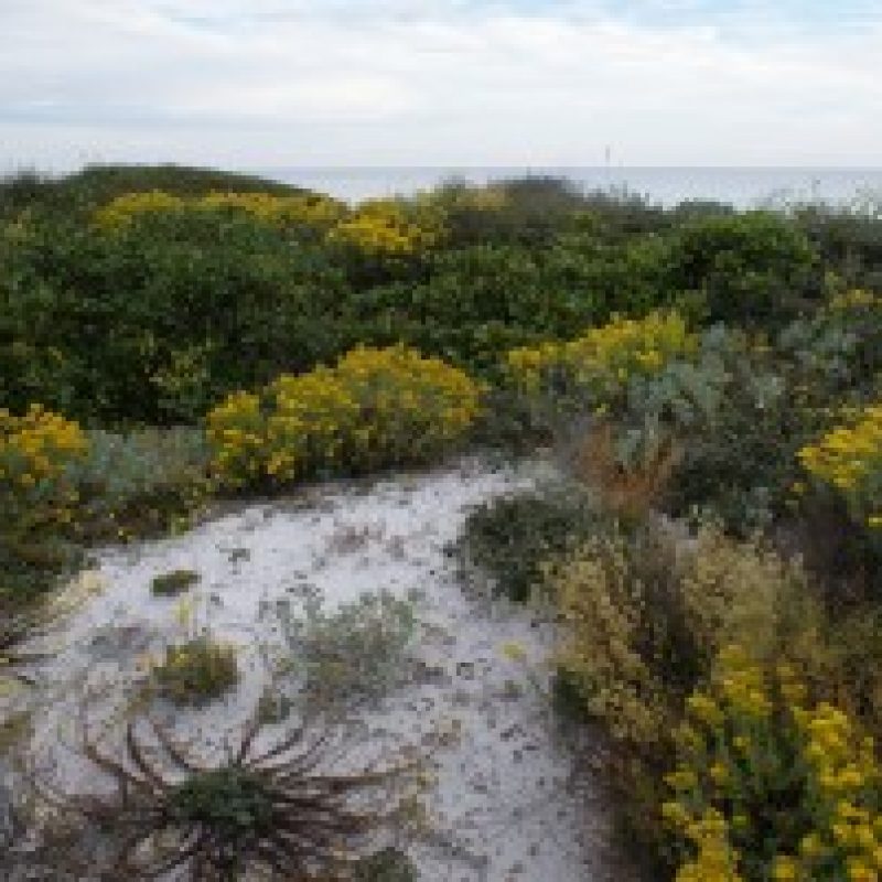 Woody goldenrod blooms along the dunes at Deer Lake State Park in the Florida panhandle. The area is part of the Coastal Barrier Resources System.